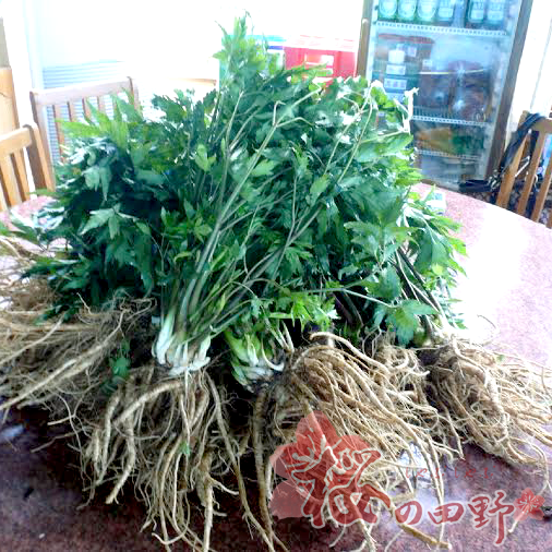 當歸草包